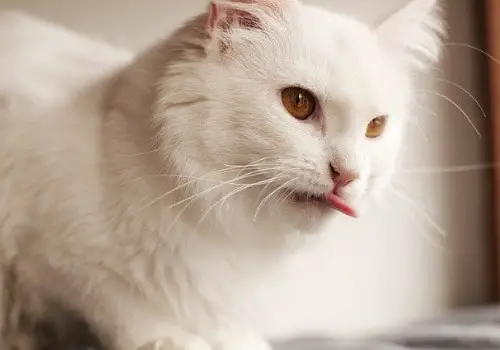 Cat provoking the cameraman by sticking out his tongue