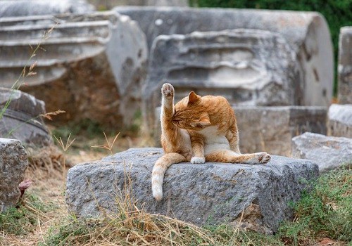 Red cat licking himself