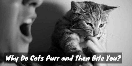 Mixed Signals: Why Do Cats Purr and Then Bite You?