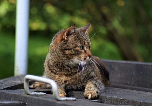 Cat is relaxing on boards