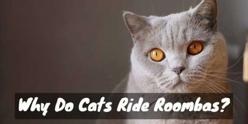 Why Do Cats Ride Roombas?