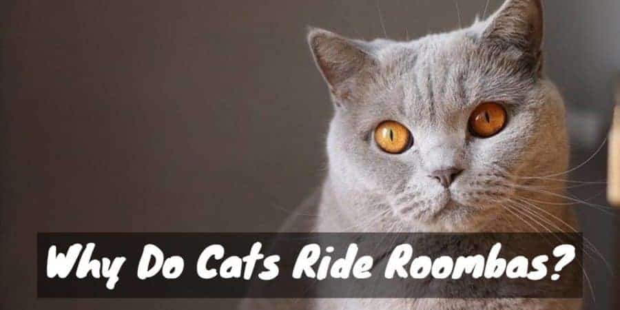 Why Do Cats Like Riding Roomba Vacuums? Floppycats™