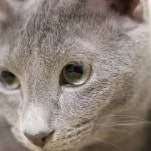 Cat breed - Russian Blue