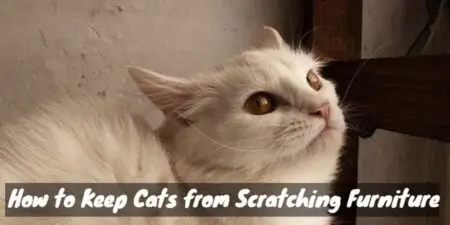How to Keep Cats from Scratching Furniture (Claws of Concern)