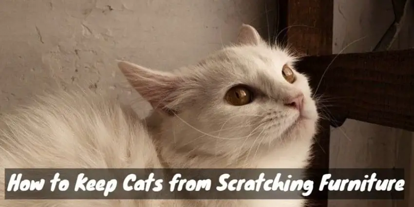 Cat is scratching