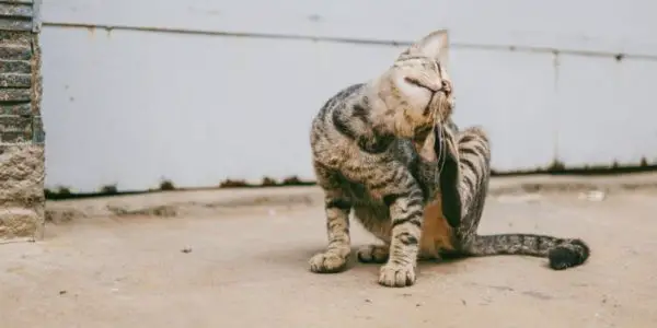 Scrappy cat scratching an itch