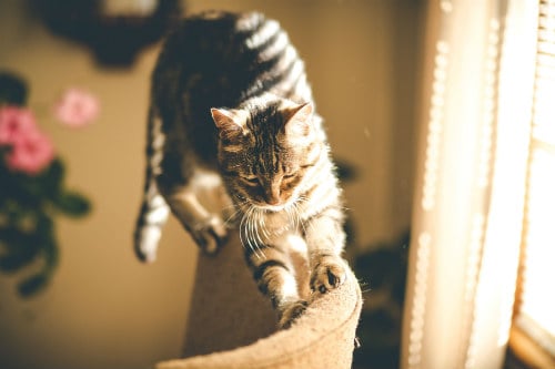 Claws for Concern: How to Keep Cats From Scratching Furniture