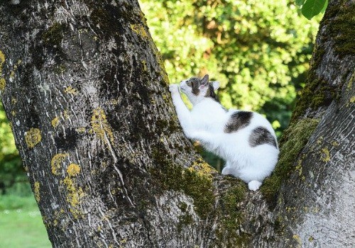 Cat is scratching wood