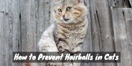 Fluffy cat shedding hair