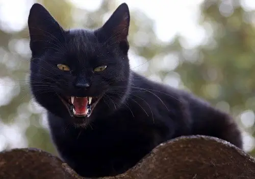Cat showing teeth - is he angry?