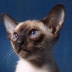 Cats breed is siamese