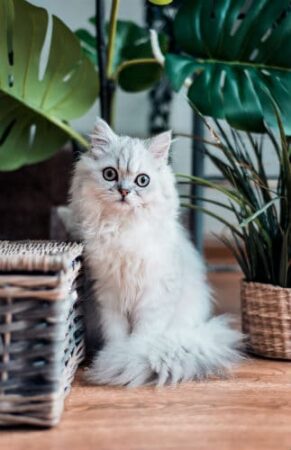 Cat sitting near plants