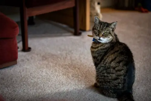 Urination Tribulations: How to Stop Cats From Peeing on Carpet