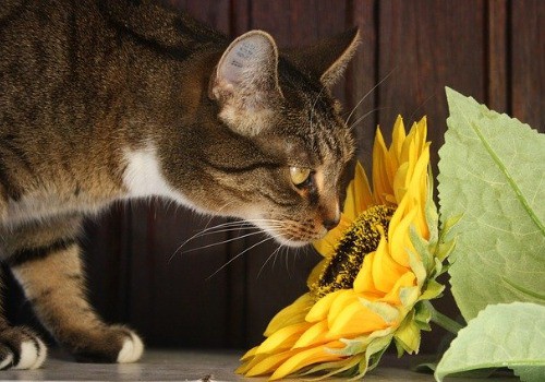 Cat is smelling flowers