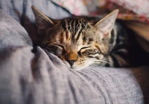 Cat is sleeping with a smile on his face