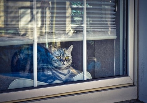 Cat is sneaking out the window