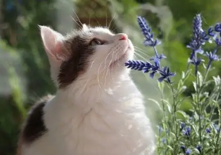 Cat is sniffing flowers