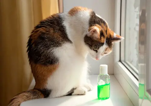 Cat sniffs the sanitizer