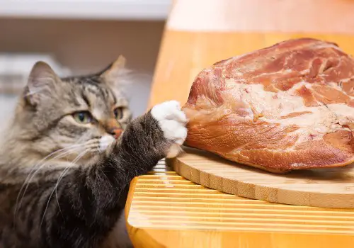 Cat steals piece of meat