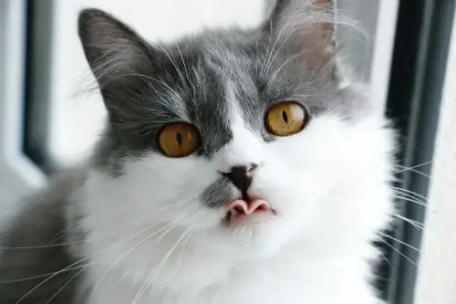 Cat sticking out his tongue