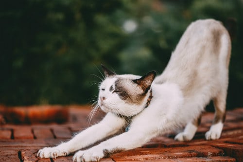 Cat stretching atop red bricks