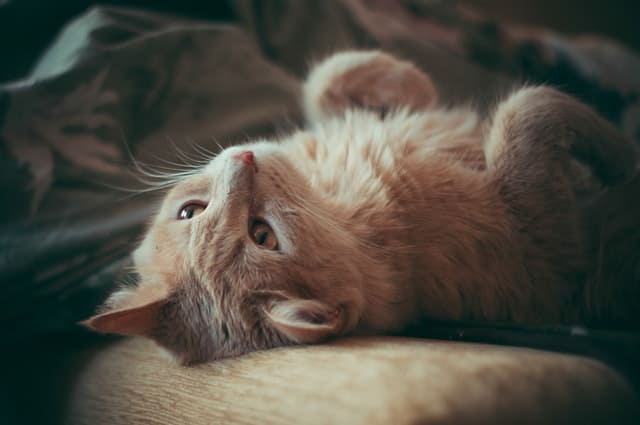 Cat struggling to fall asleep while he lays on his back and looks at the ceiling