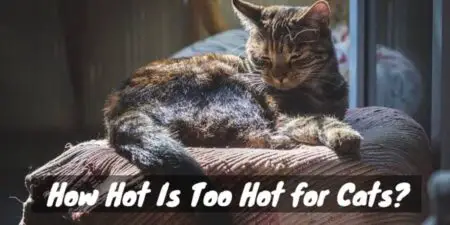 Furballs on Fire: How Hot Is Too Hot for Cats?