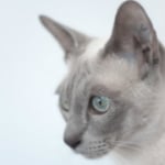 cats breed is tonkinese