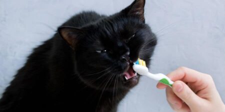 Best Cat Toothpaste for Healthy Teeth