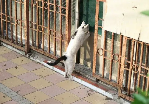 Cat is trying to enter