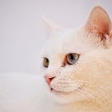 Cat's breed is turkish angora