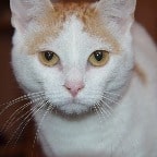 Cats breed is turkish van