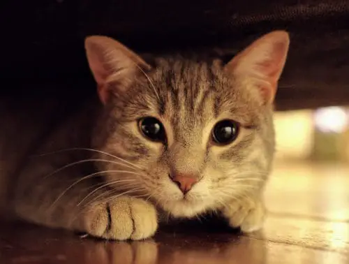 Freaked-Out Felines: What Are Cats Scared Of?