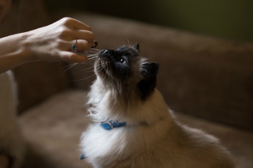 Cat wants a treat