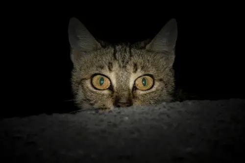 Cat watching you at night