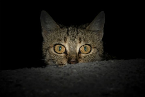 Cat watching you at night