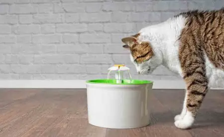 Best Cat Water Fountain for Feline Health and Wellness