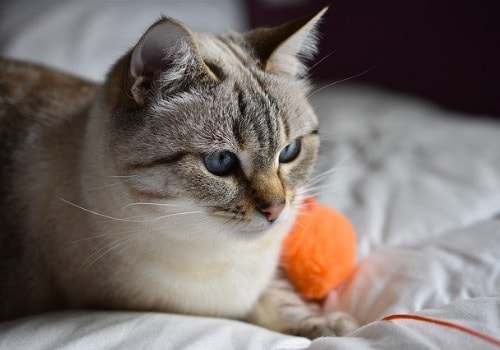 Cat with blue eyes