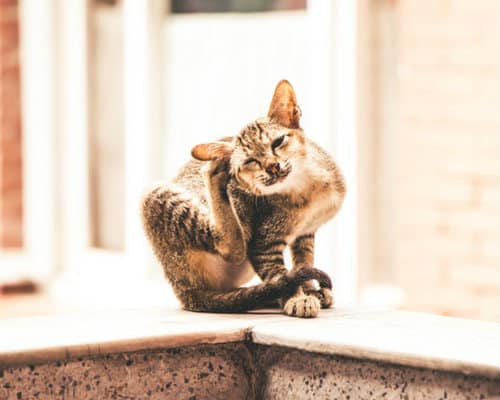 Cat with fleas scratching himself