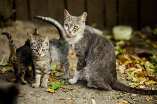 What Is the World Record for Number of Kittens Born in a Single Litter of Domestic Cats?