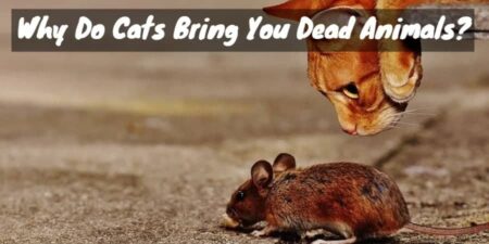 Purr-vider: Why Do Cats Bring You Dead Animals?