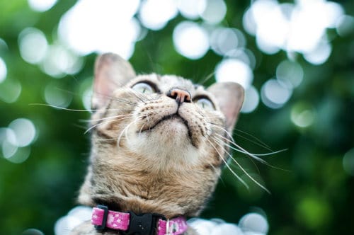 Cat with pink collar