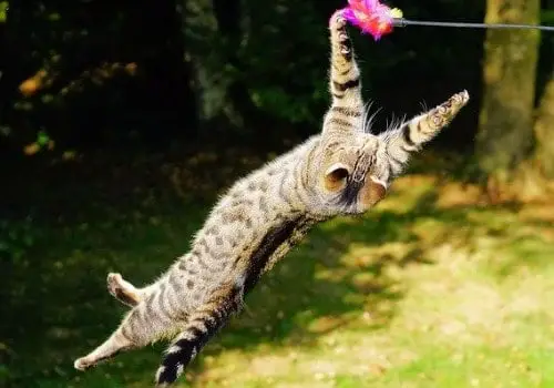 Cat play with string