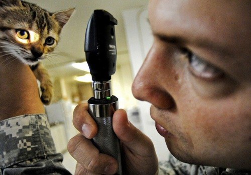 Cat with veterinarian