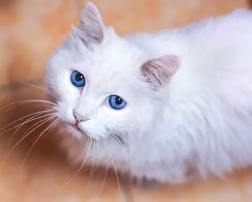 Under the Microscope: How Many Chromosomes Do Cats Have?