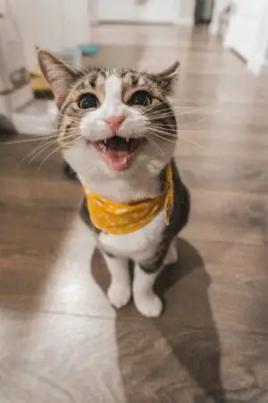 Cat with yellow scarf meowing