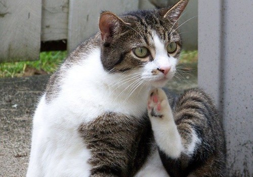 Cat using a wooden chair to scratch an itch