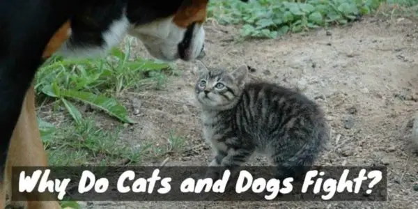 Why Do Cats and Dogs Fight?