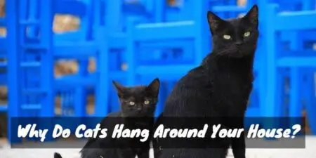 Why Do Cats Hang Around Your House? (Homebody Housecats)