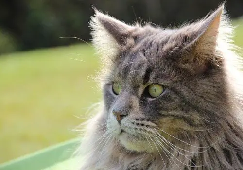 Cat's breed is maine coon